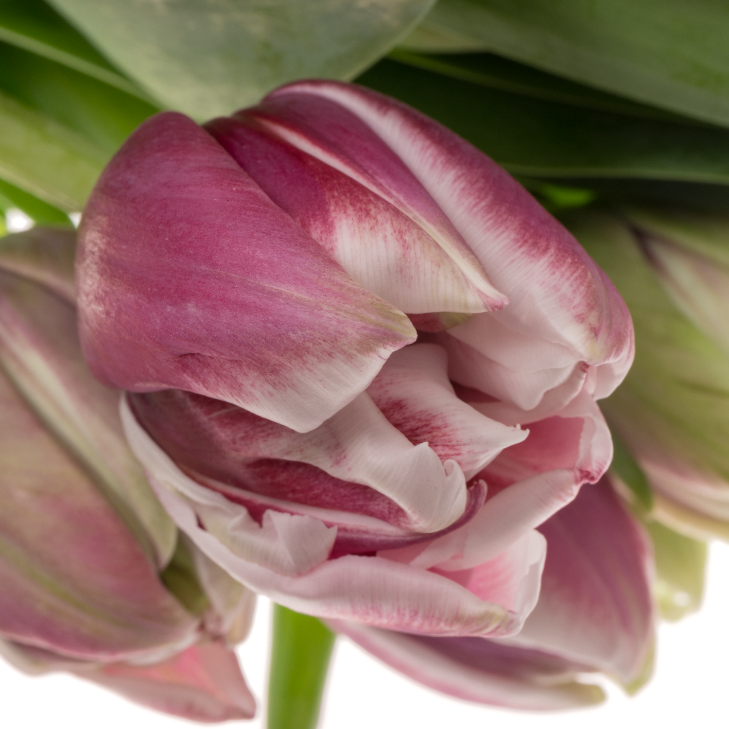 Tulpe Lila/weiss doppel Ocean drive 50 Gramm