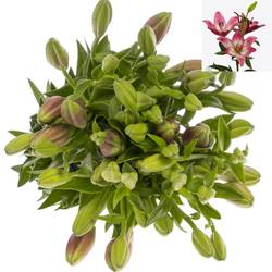 Lilie asiatisch rosa Palena 4+Blüte 80cm