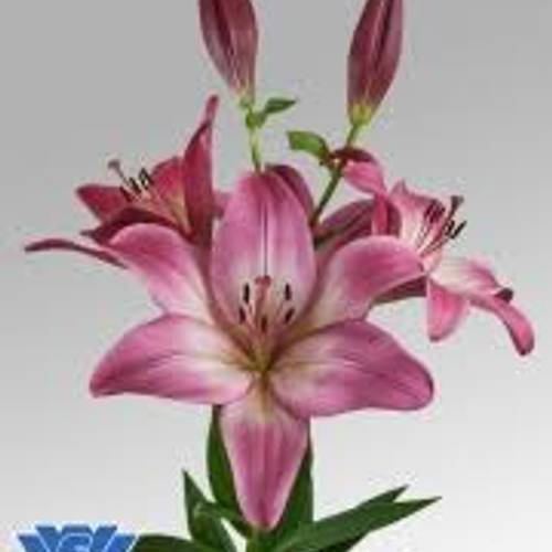 Lilie asiatisch rosa Palena 4+Blüte 80cm