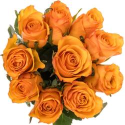 Rose orange Tycoon 70cm
