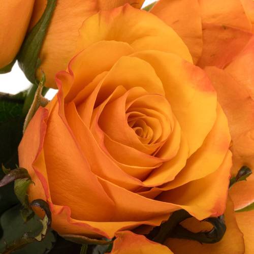 Rose orange Tycoon 70cm