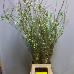 Spirea weiss  Prunus Plena 80cm