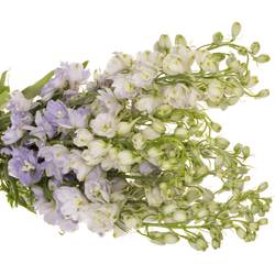Delphinium milka lavendel x 40 95cm