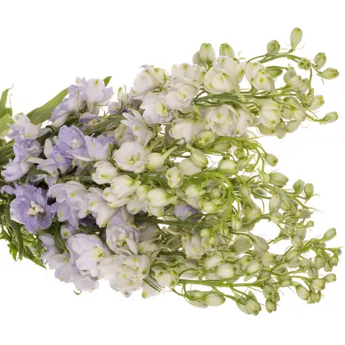 Delphinium milka lavendel x 40 95cm