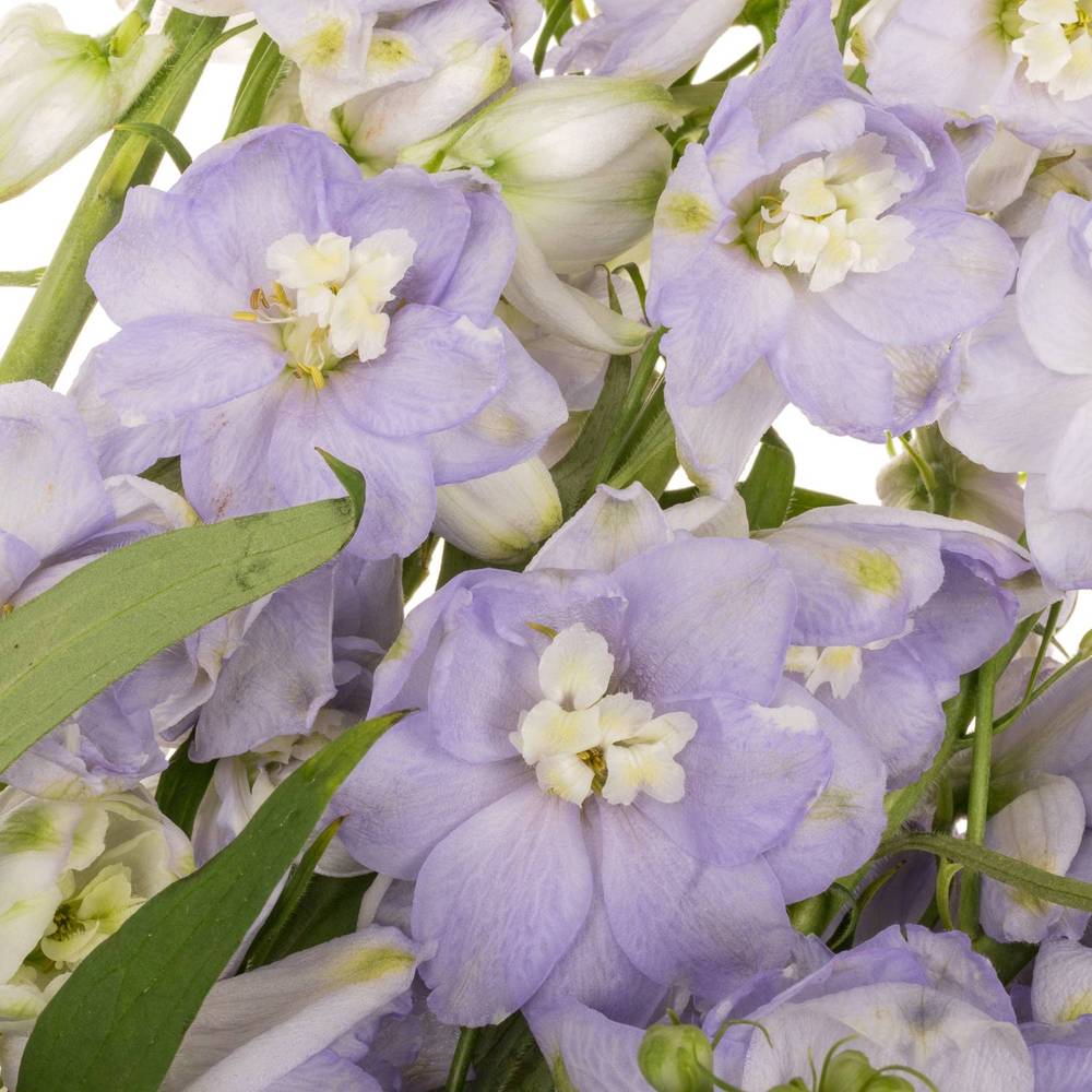 Delphinium milka lavendel x 40 95cm