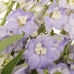Delphinium milka lavendel x 40 95cm