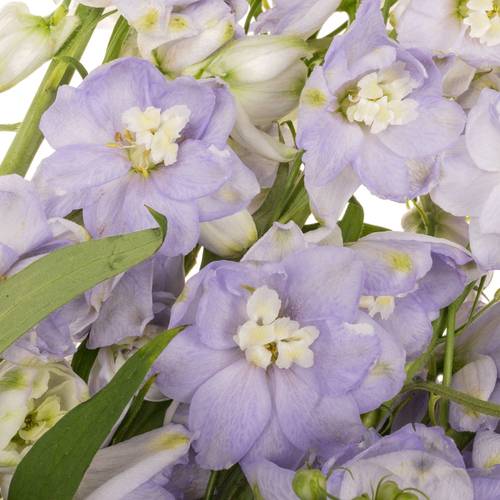 Delphinium milka lavendel x 40 95cm