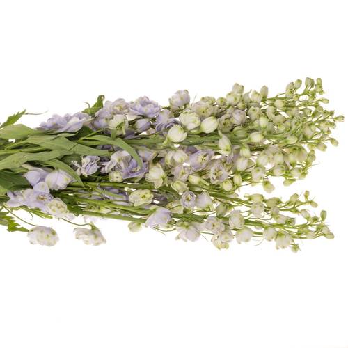 Delphinium milka lavendel x 40 95cm