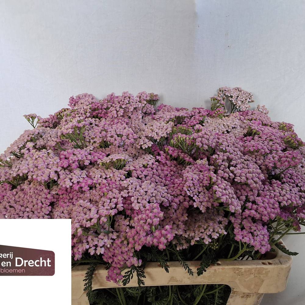 Achillea lila Lilac Beauty 55cm