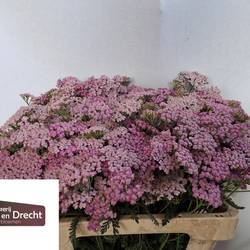 Achillea lila Lilac Beauty 55cm