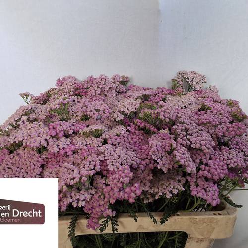 Achillea lila Lilac Beauty 55cm