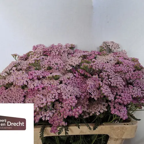 Achillea lila Lilac Beauty 55cm