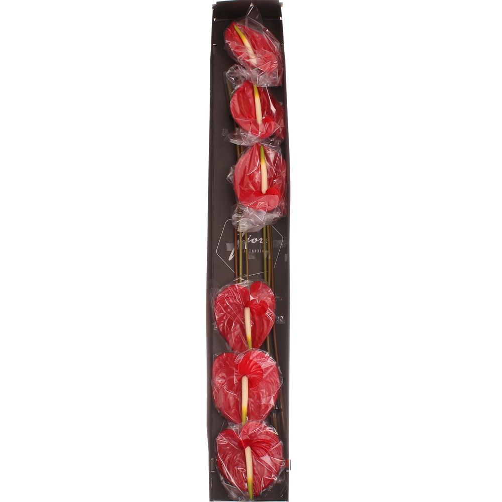 Anthurium rot Tropical Blüte 9cm