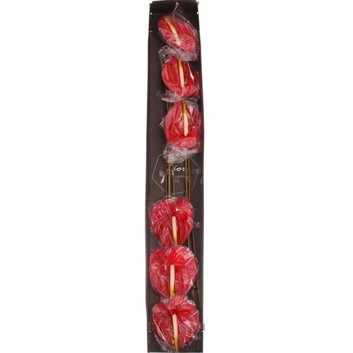 Anthurium rot Tropical Blüte 9cm