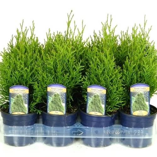 Thuja Occidentalis Danica T13 H025