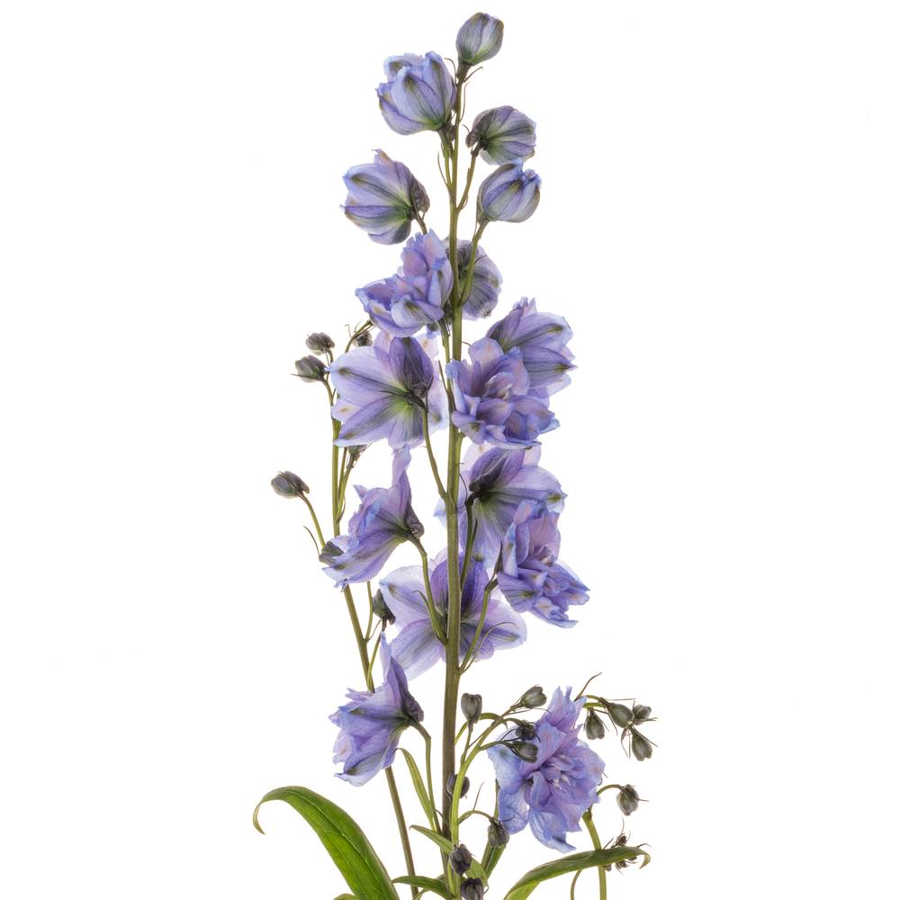 Delphinium blau Blue Power 80cm