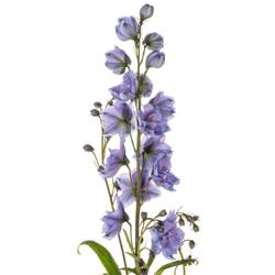 Delphinium blau Blue Power 80cm