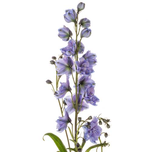 Delphinium blau Blue Power 80cm