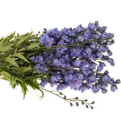 Delphinium blau Blue Power 80cm