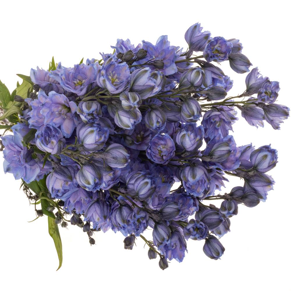 Delphinium blau Blue Power 80cm