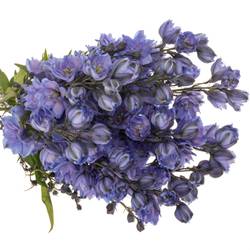 Delphinium blau Blue Power 80cm