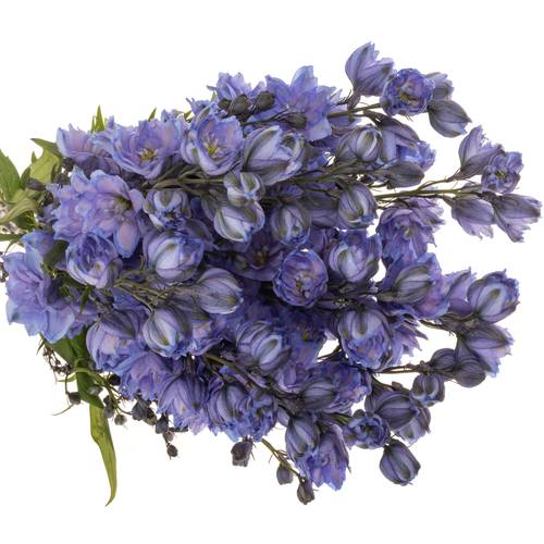 Delphinium blau Blue Power 80cm