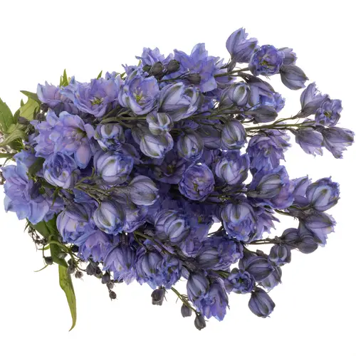Delphinium blau Blue Power 80cm