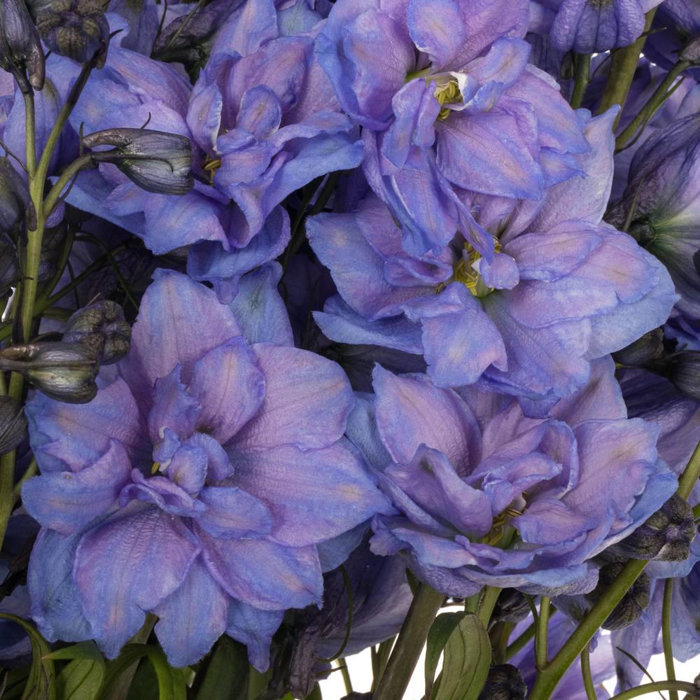 Delphinium blau Blue Power 80cm
