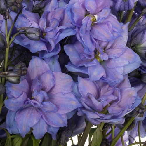 Delphinium blau Blue Power 80cm