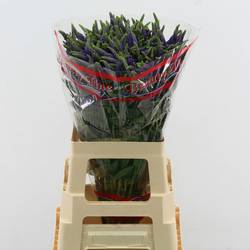 Veronica lila Skyler Splash Blue 65cm