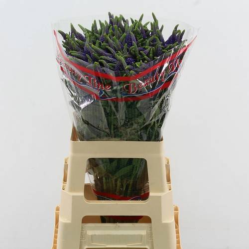 Veronica lila Skyler Splash Blue 65cm