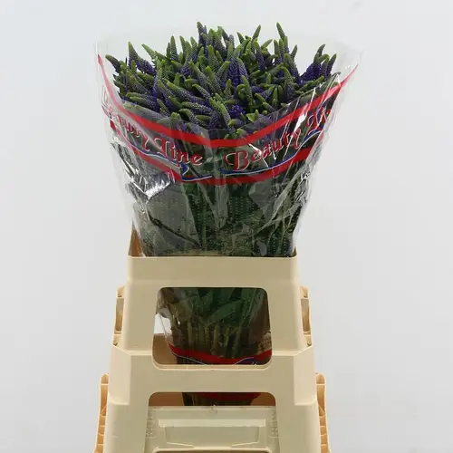 Veronica lila Skyler Splash Blue 65cm