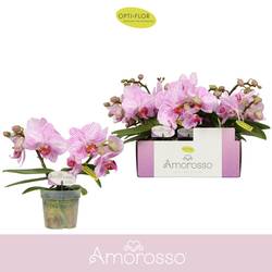 Phal.2-R rosa Amorosso T07 H025