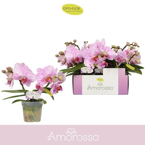 Phal.2-R rosa Amorosso T07 H025