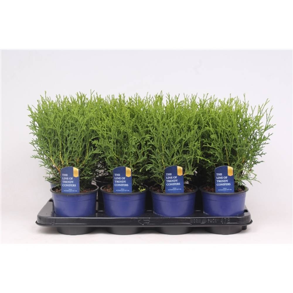 Thuja Occidentalis Tiny Ti