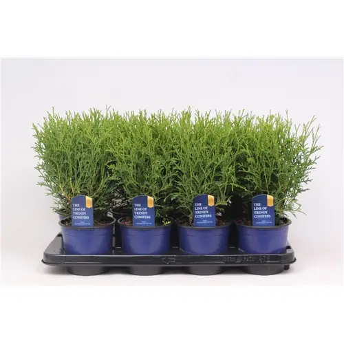 Thuja Occidentalis Tiny Ti