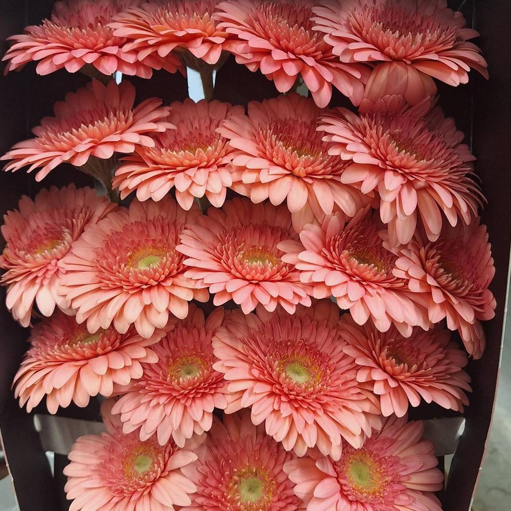 Germini rosa Ice Cream