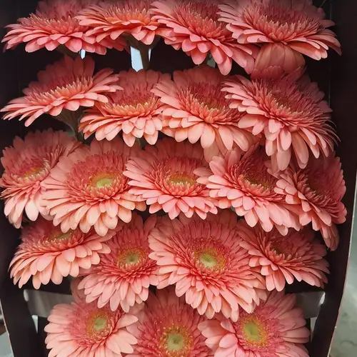 Germini rosa Ice Cream