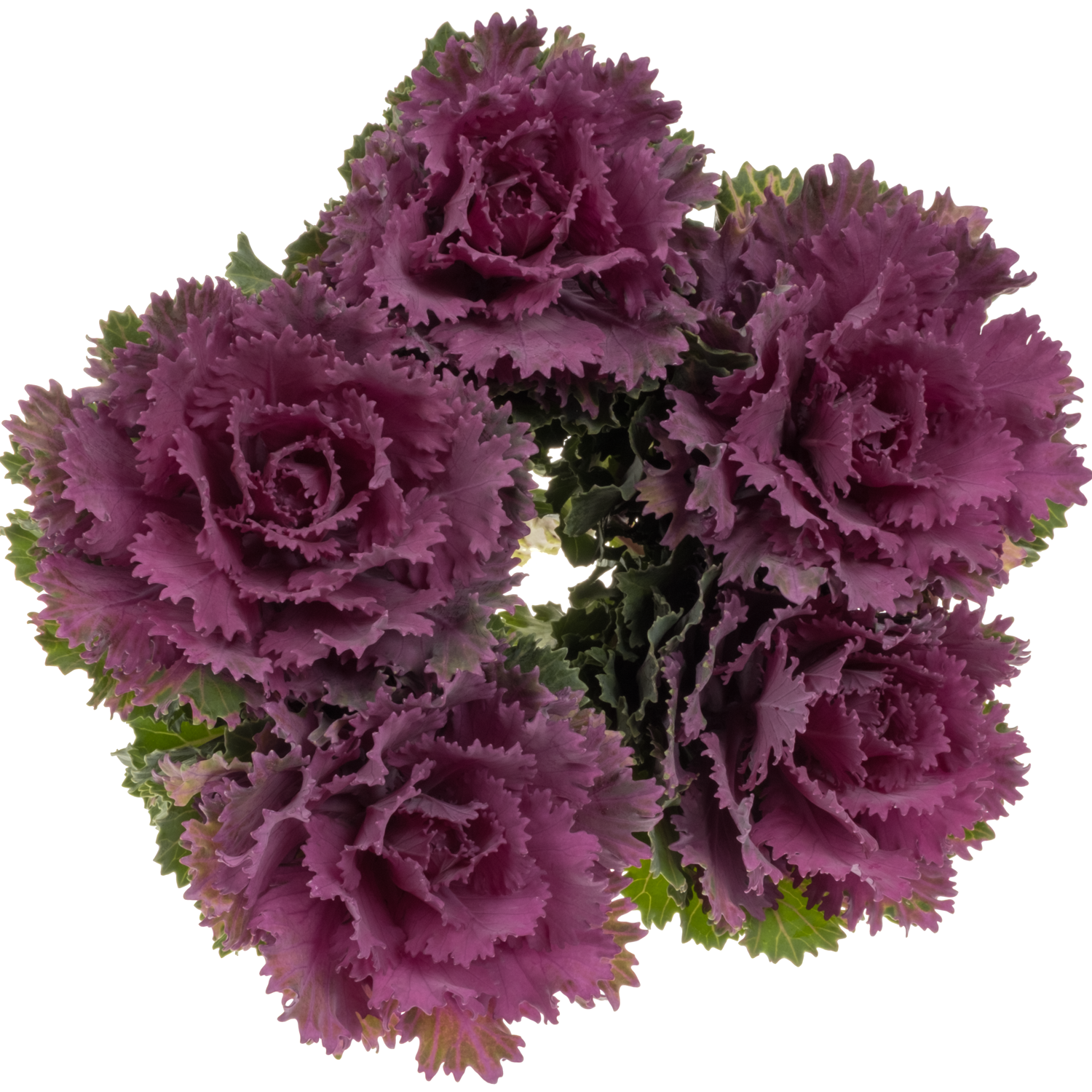 Zierkohl lila/dunkel grün Altair 70cm