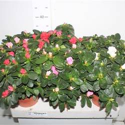 Azalee mix Schnäpch. Von Uhr T14 H035