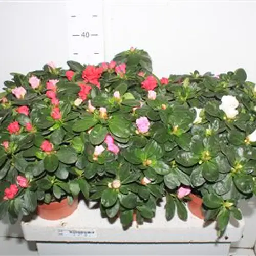 Azalee mix Schnäpch. Von Uhr T14 H035