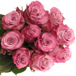 Rose milka Maritim  40cm