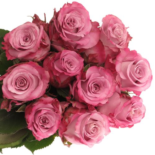 Rose milka Maritim  40cm