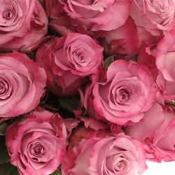 Rose milka Maritim  40cm