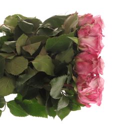 Rose milka Maritim  40cm