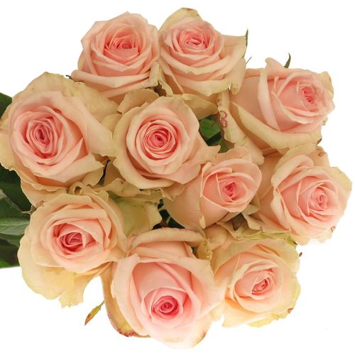 Rose rosa Lovely Dolomiti 55cm