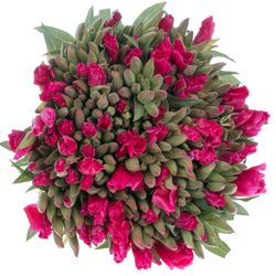Godetia cerise Bündel 40cm