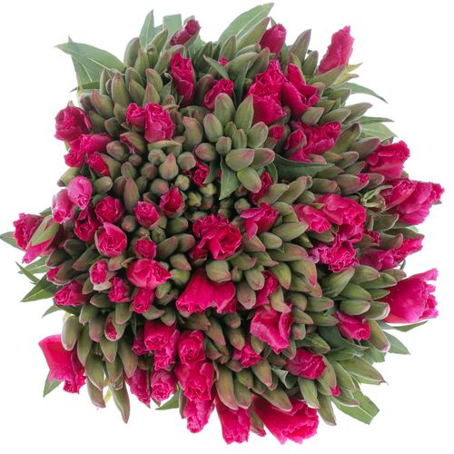 Godetia cerise Bündel 40cm