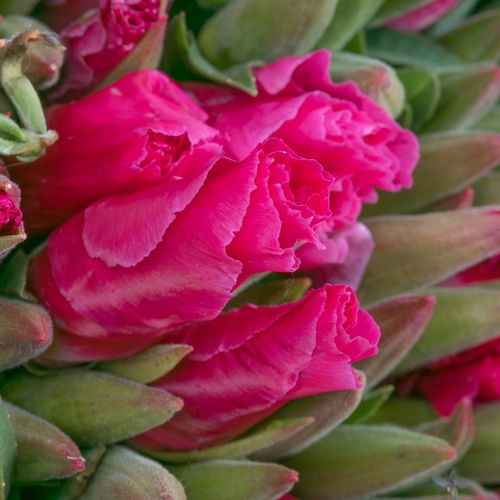 Godetia cerise Bündel 40cm