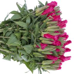 Godetia cerise Bündel 40cm